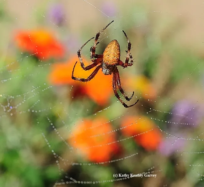 A redfemured spotted orbweaver, Neoscona domiciliorum, visiting a pollinator garden in Vacaville, Calif. (Photo by Kathy Keatley Garvey)