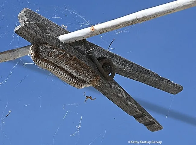What's that on the clothespin? An ootheca or praying mantis egg case. (Photo by Kathy Keatley Garvey)