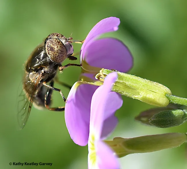 The lagoon fly is a syrphid fly, Eristalinus aeneus. This one is foraging on Virginia stock (Malcolmia maritima), in a Vacaville garden. (Photo by Kathy Keatley Garvey).