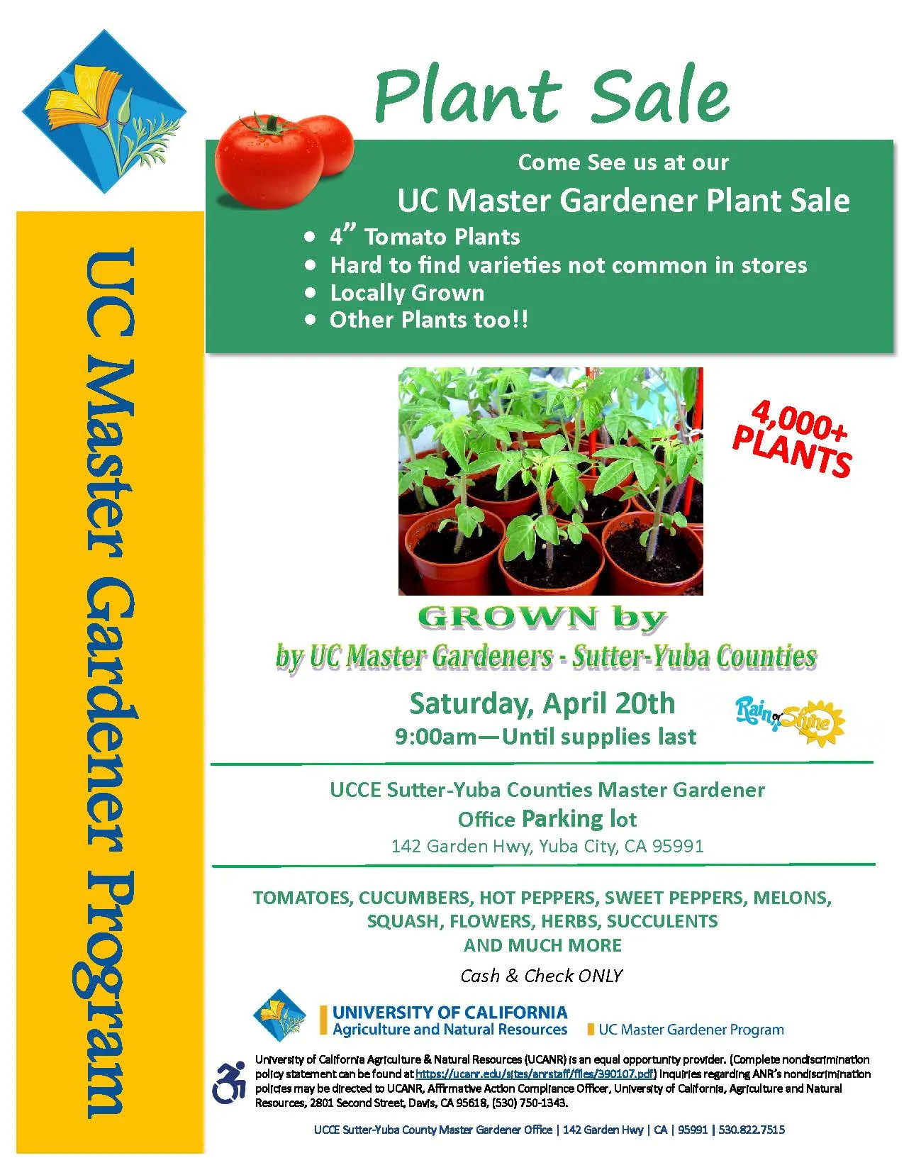 Tomato Plant Sale Flyer 2024