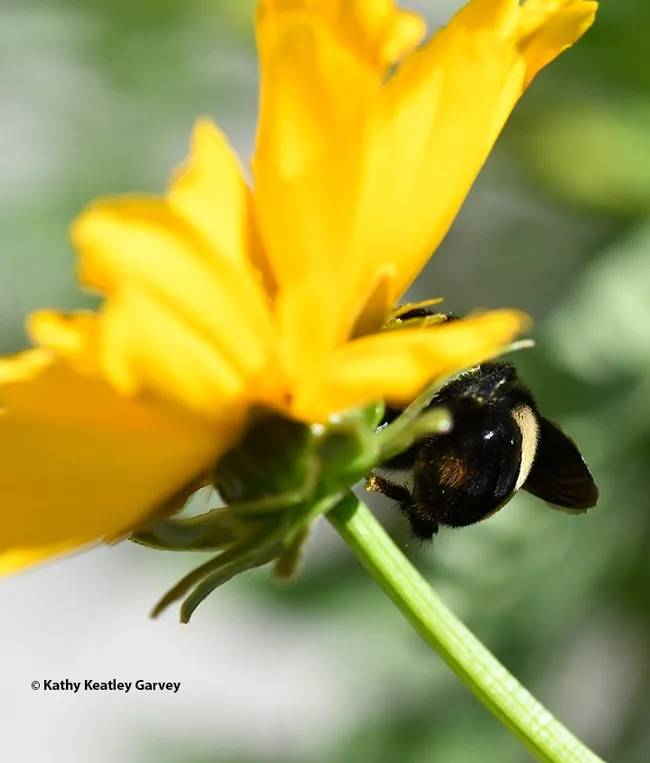 The end! The bumble bee is unaware of the photographer--or the solar eclipse. (Photo by Kathy Keatley Garvey)