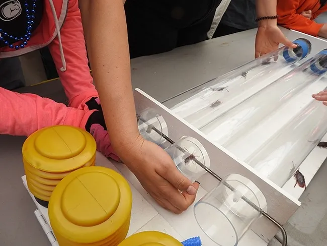 Run, roaches, run! Cockroach races are an integral part of the "bug" activities at Briggs Hall during the UC Davis Picnic Day. (Photo by Kathy Keatley Garvey)