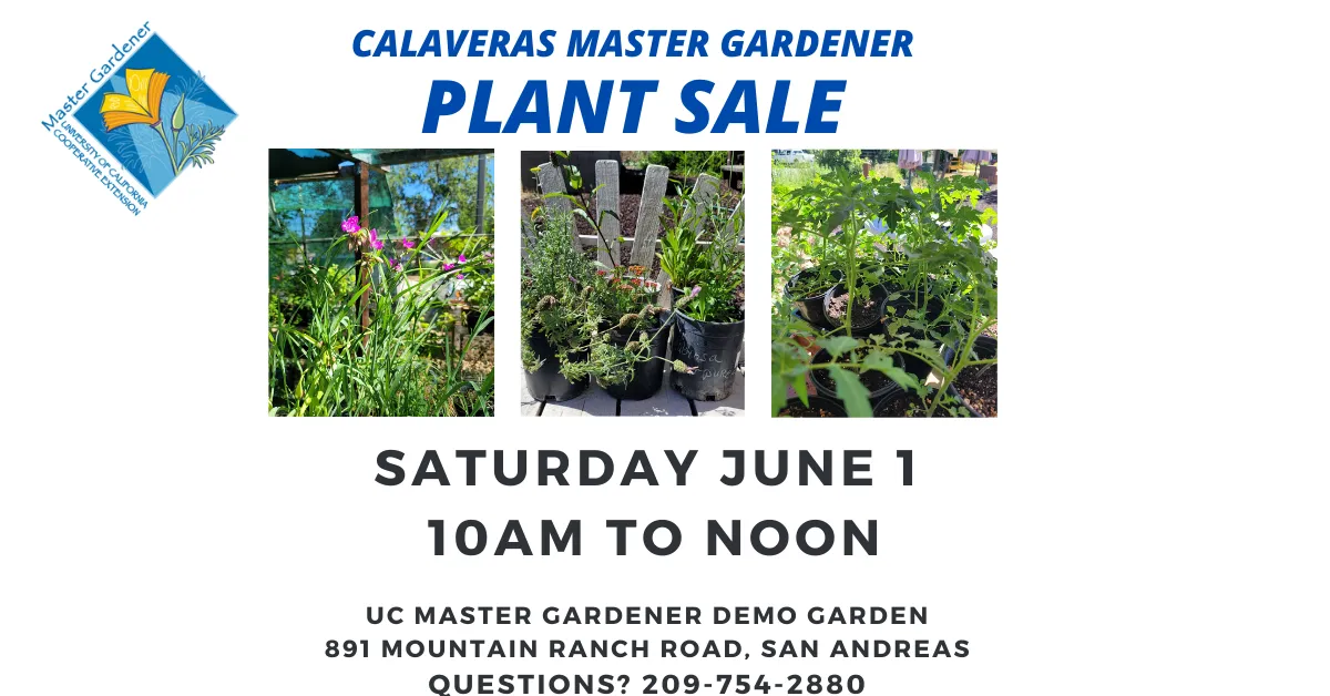 MG Plant Sales June 24 (2)