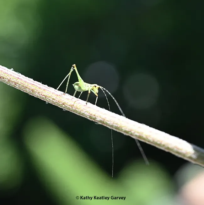 Antennae down, the katydid nymph continues its descent. (Photo by Kathy Keatley Garvey)