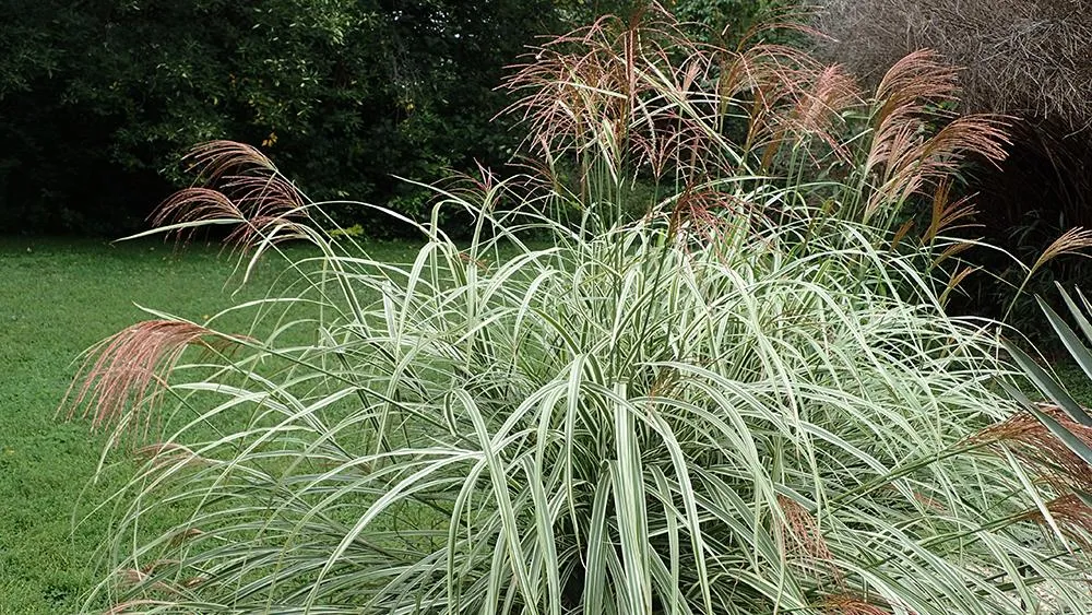 Miscanthus sinensis