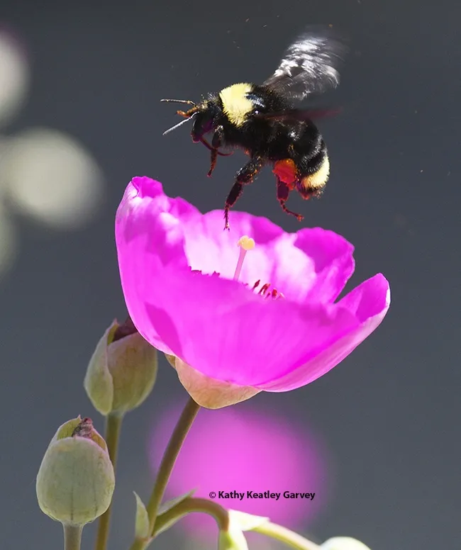 Bombus fervidus exits a rock purslane. (Photo by Kathy Keatley Garvey)