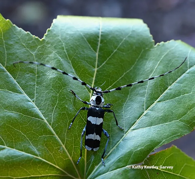 A banded alder borer, Rosalia funebris, crawls on a leaf. (Photo by Kathy Keatley Garvey)