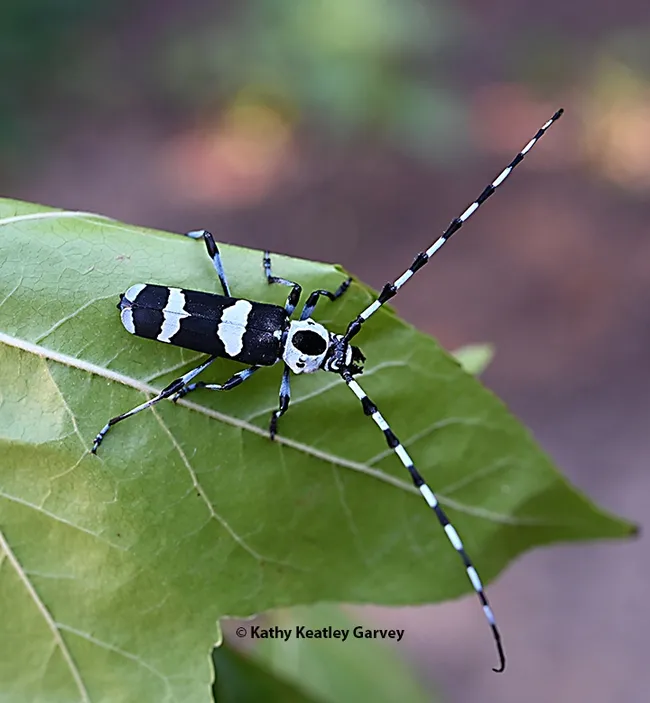 Side view of the banded alder borer, Rosalia funebris. It's a longhorned beetle in the family Cerambycidae. (Photo by Kathy Keatley Garvey)
