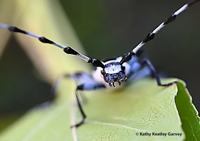 Eye to eye with a banded alder borer, Rosalia funebris. (Photo by Kathy Keatley Garvey)