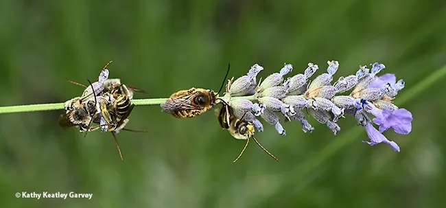 A horizontal view of male Melissodes bees sleeping on a lavender stem. Image taken just after dawn in a Vacaville pollinator garden. (Photo by Kathy Keatley Garvey)