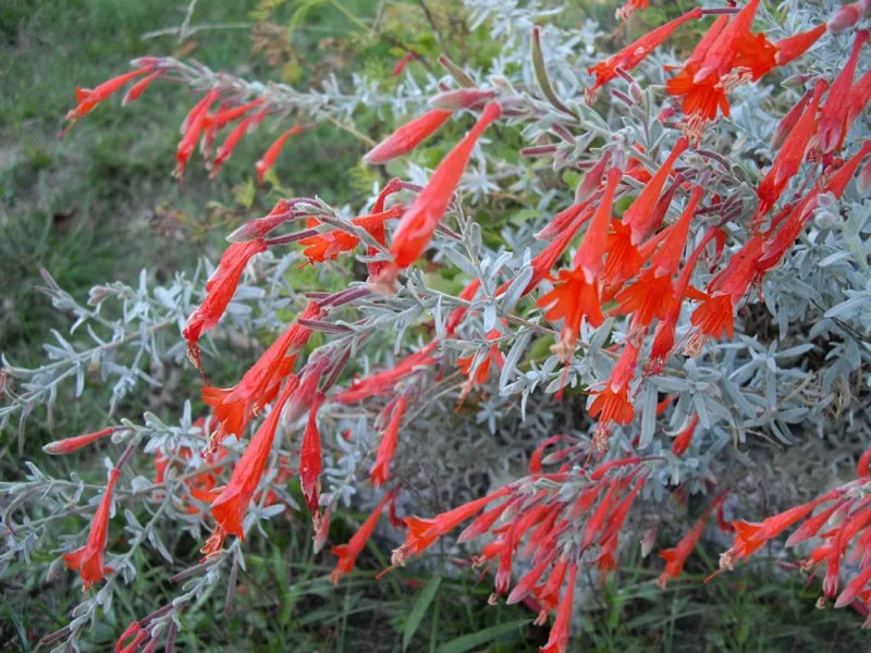Epilobium, California fuchsia