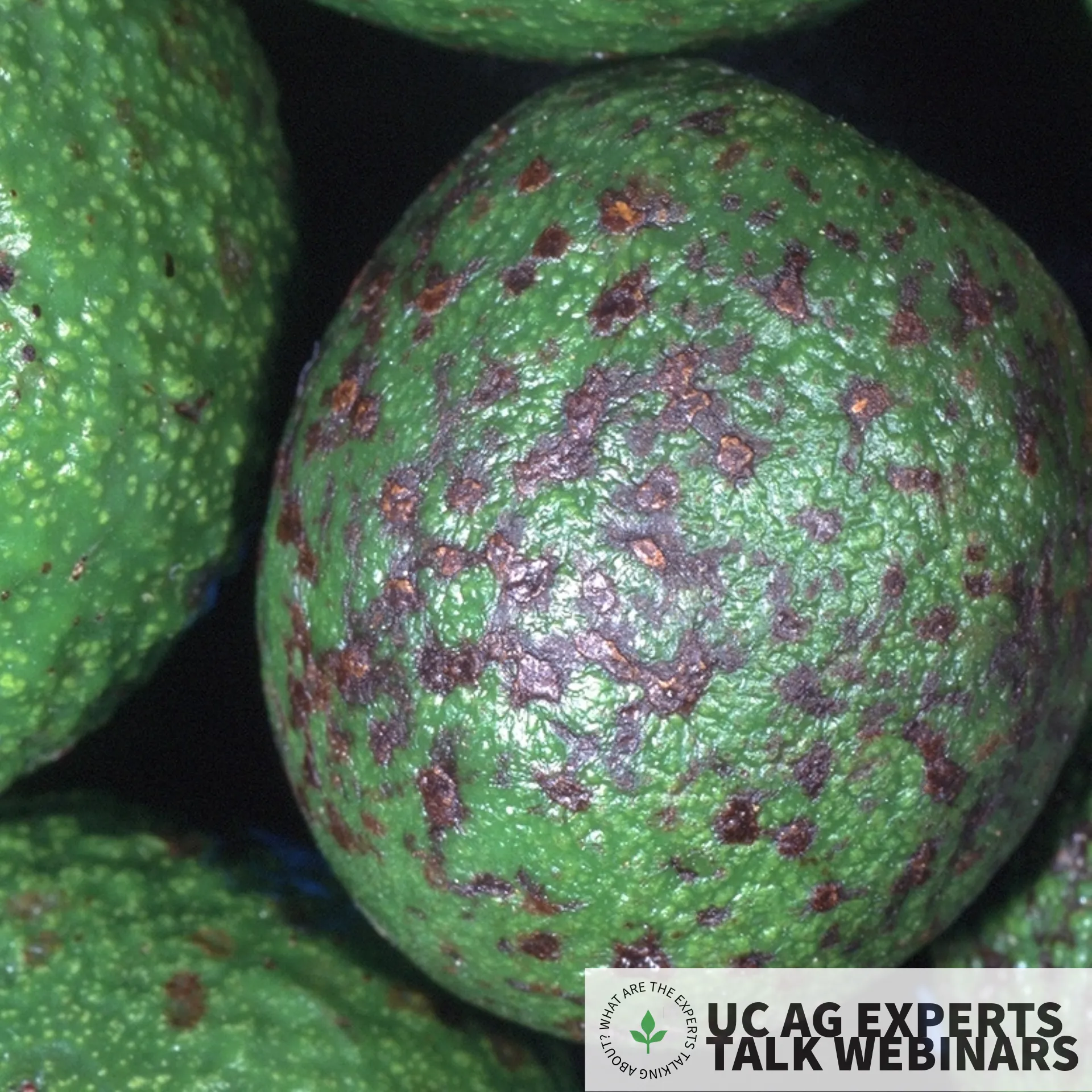 Dark mottling and spots all over the surface of green avocado fruit caused by persea mite. Credit: Jack Kelly Clark, UC IPM.
