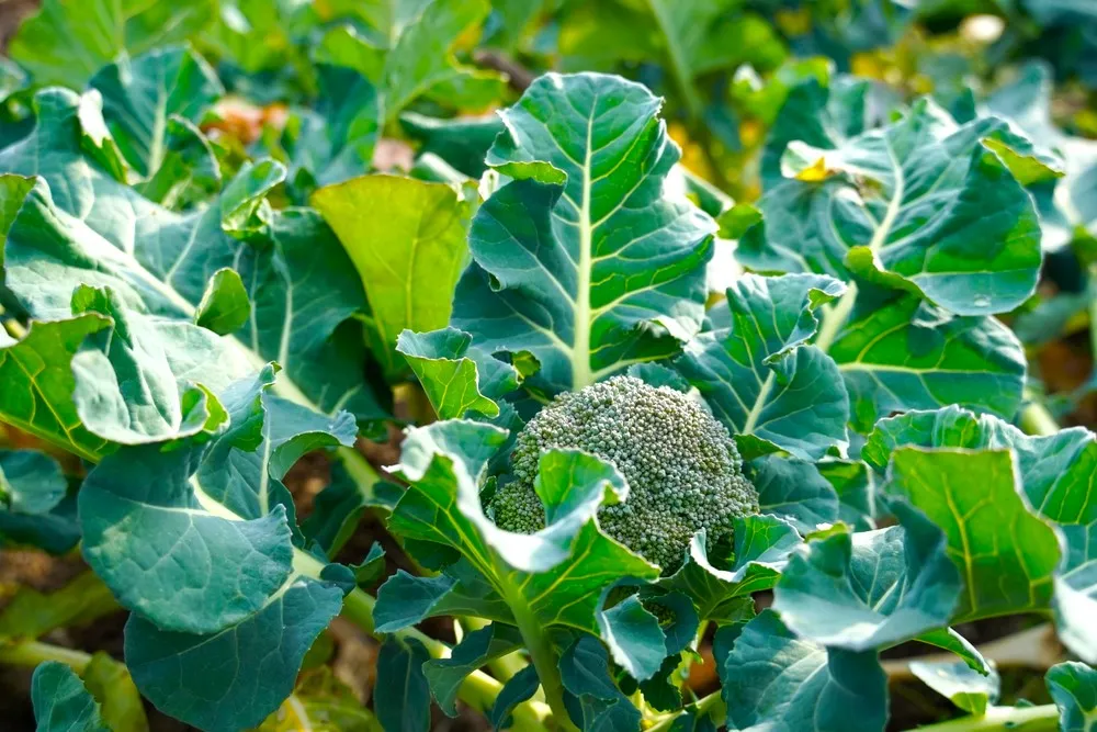 Winter Broccoli can be collected several times - Courtesy Shutterstock