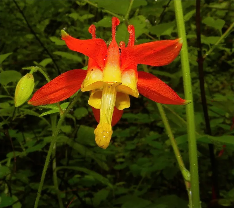 WesternColumbine_PeterStevens_CCby2_0