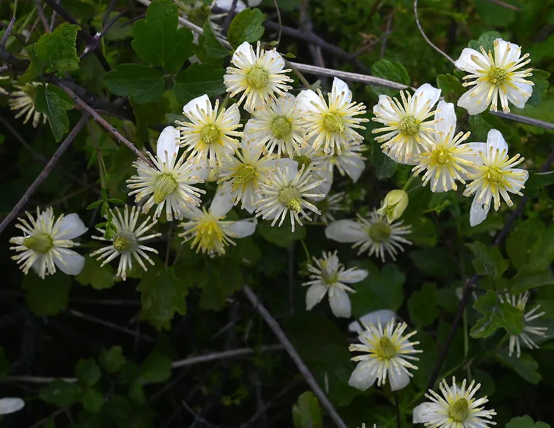 Clematis_lasiantha_RonParsons_CC BY-NC-ND 2_0
