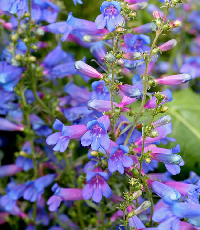 Foothill Penstemon_AA