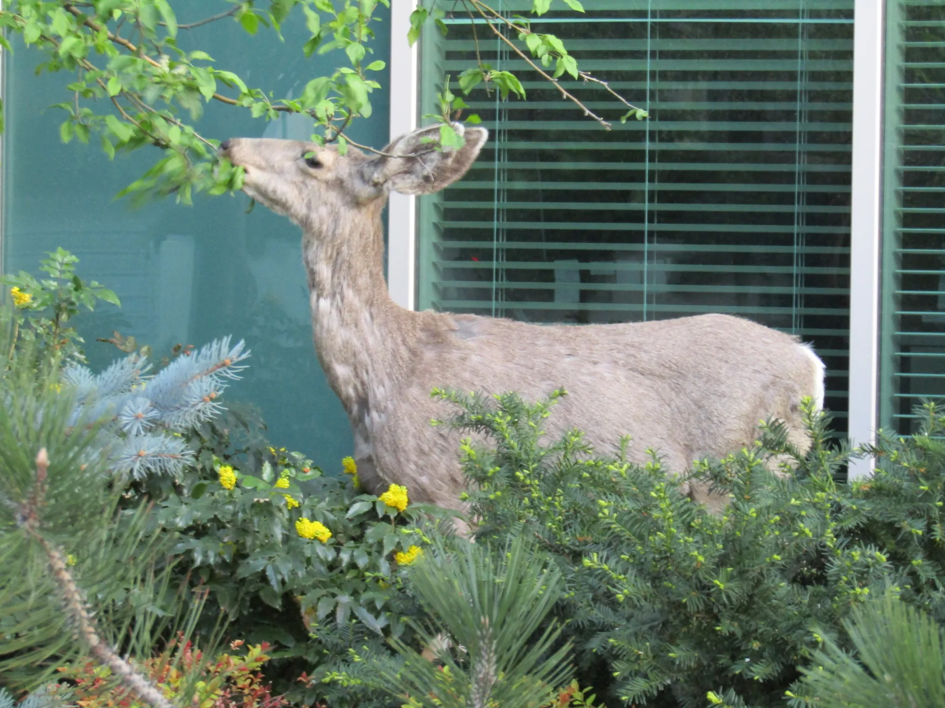 Deer eating, creative commons