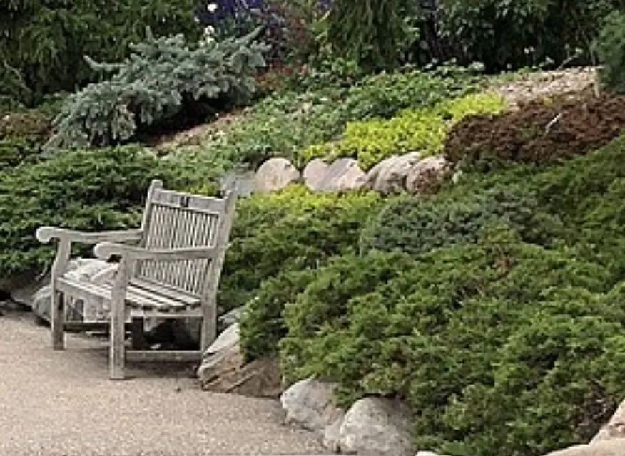 conifers mixed colors, Creative Commons