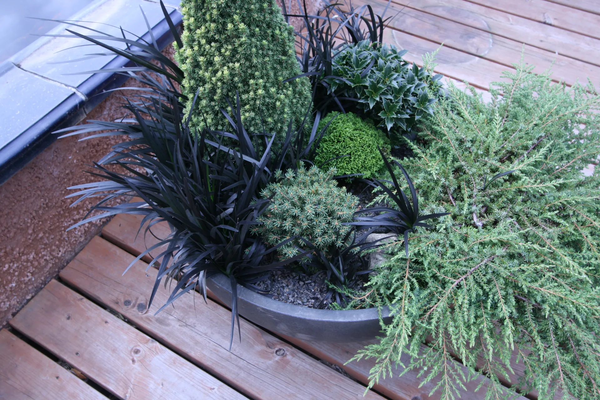 conifer container, Garden Solutions, Flickr