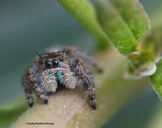 Pretty in green. A jumping spider on green vegetation in a Vacaville garden peers at the photographer. (Photo by Kathy Keatley Garvey)