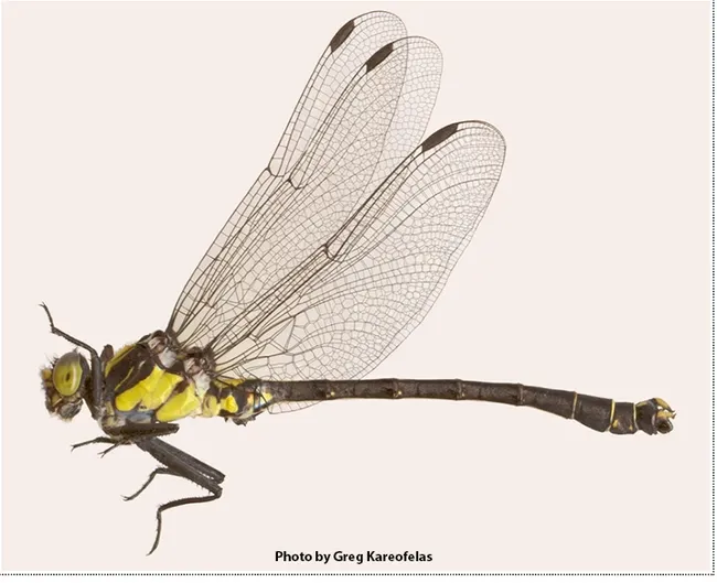 Grappeltail dragonfly, the club-tailed dragonfly.It belongs to the genus Octogomphus, which has one species, O. specularis. The dragonfly derives its "clubtail" name from the club-like widening at the end of its abdomen. (Photo by Greg Kareofelas)