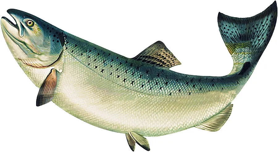 1-11-25Salmon900-Pixabay