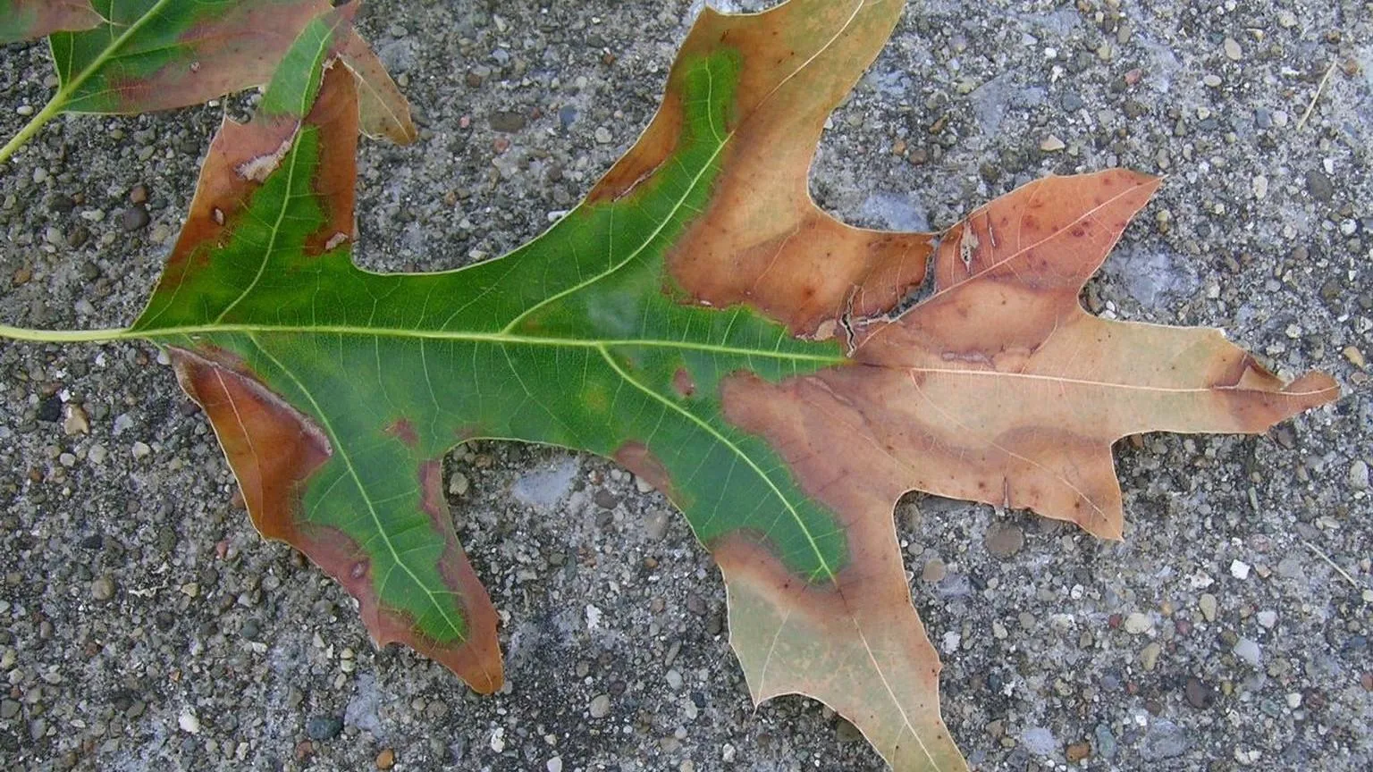 Oak bacterial leaf scorch - Courtesy U. of Maryland Extension