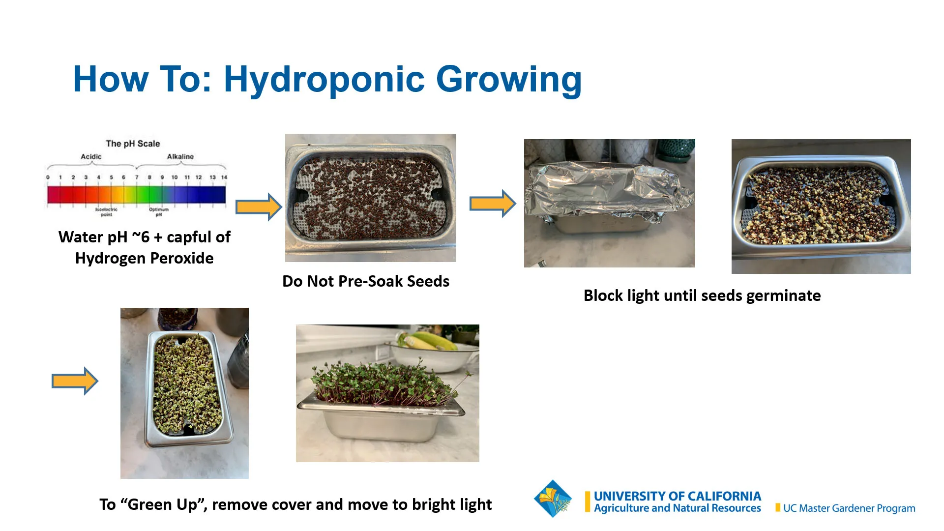 Hydroponic_Growing_Andrea Salzman