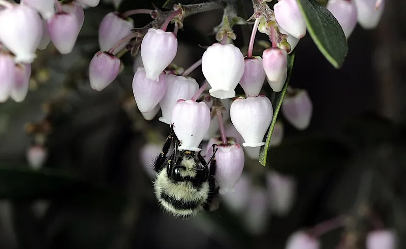 Bombus melanopygus_Manzanita_EC_TJ