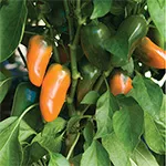 Pepper_Sweet_Johnny's Selected Seeds, johnnyseeds.com