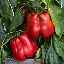 Pepper_Sweet_UCMG of CCC