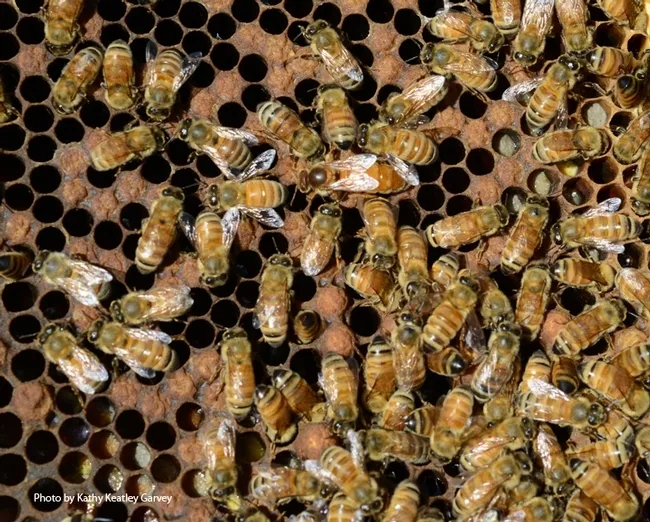 Bees are classified by the federal government as livestock government because products from apiculture enter the human food chain. These include honey, propolis, pollen, and royal jelly. (Photo by Kathy Keatley Garvey)