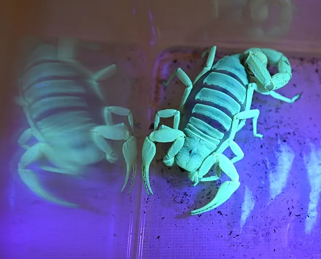 This is Butters, a female Hadrurus sp., under a ultraviolet (UV) light. (Photo by Kathy Keatley Garvey)