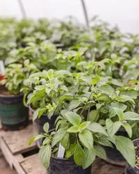 plant in pot for sale GOS