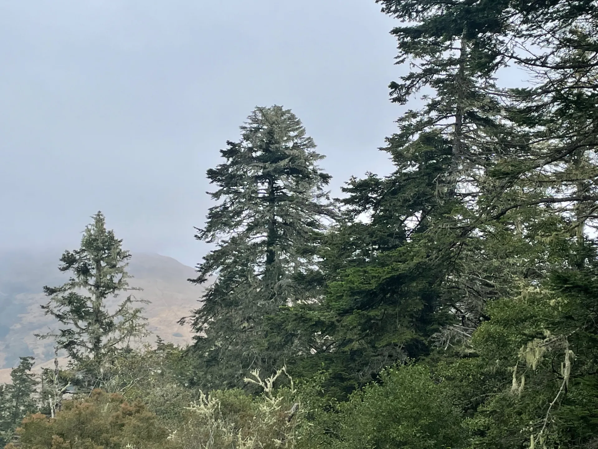 Grand fir decline along Mattole Road