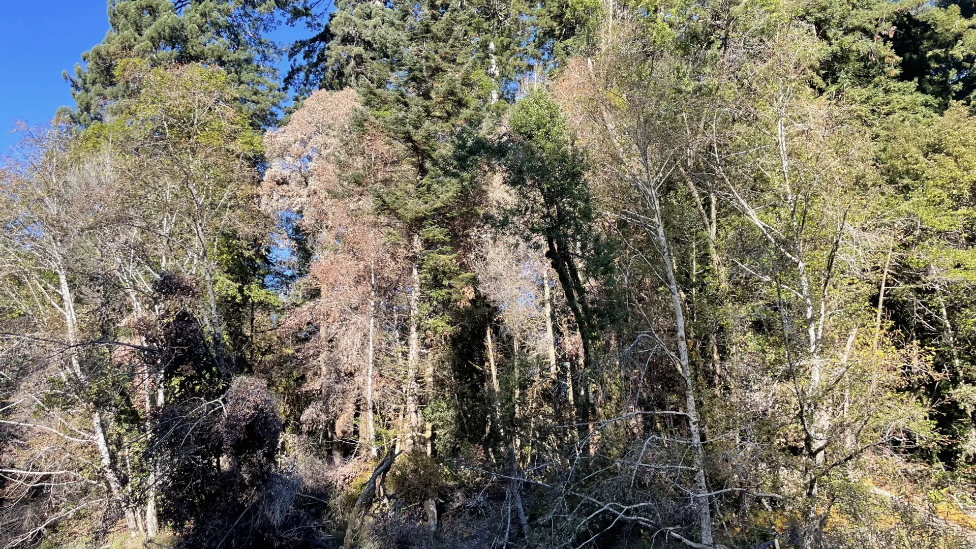 SOD on tanoak along Redwood Creek