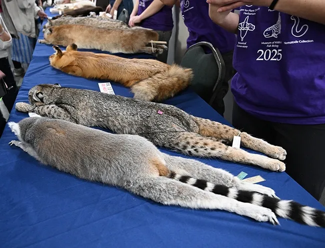 Specimens at the UC Davis Museum of Wildlife and Fish Biology. (Photo by Kathy Keatley Garvey)