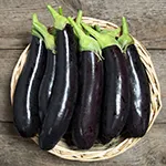 Turkish Delight Eggplant, High Mowing Seeds