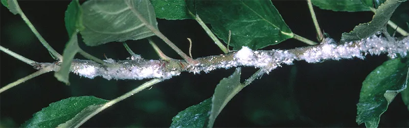 Woolly_Apple_Aphid_I-HO-ELAN-CD.004_800_250w.png