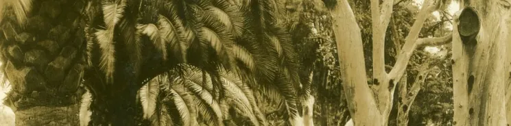 Eucalyptus and palms are prominent features of California landscape for more than a century.