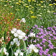 Flowers in the All-Star Garden