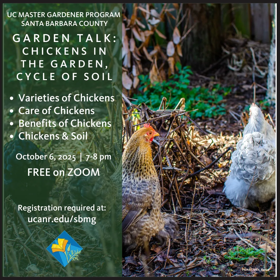 Chickens pecking in the garden