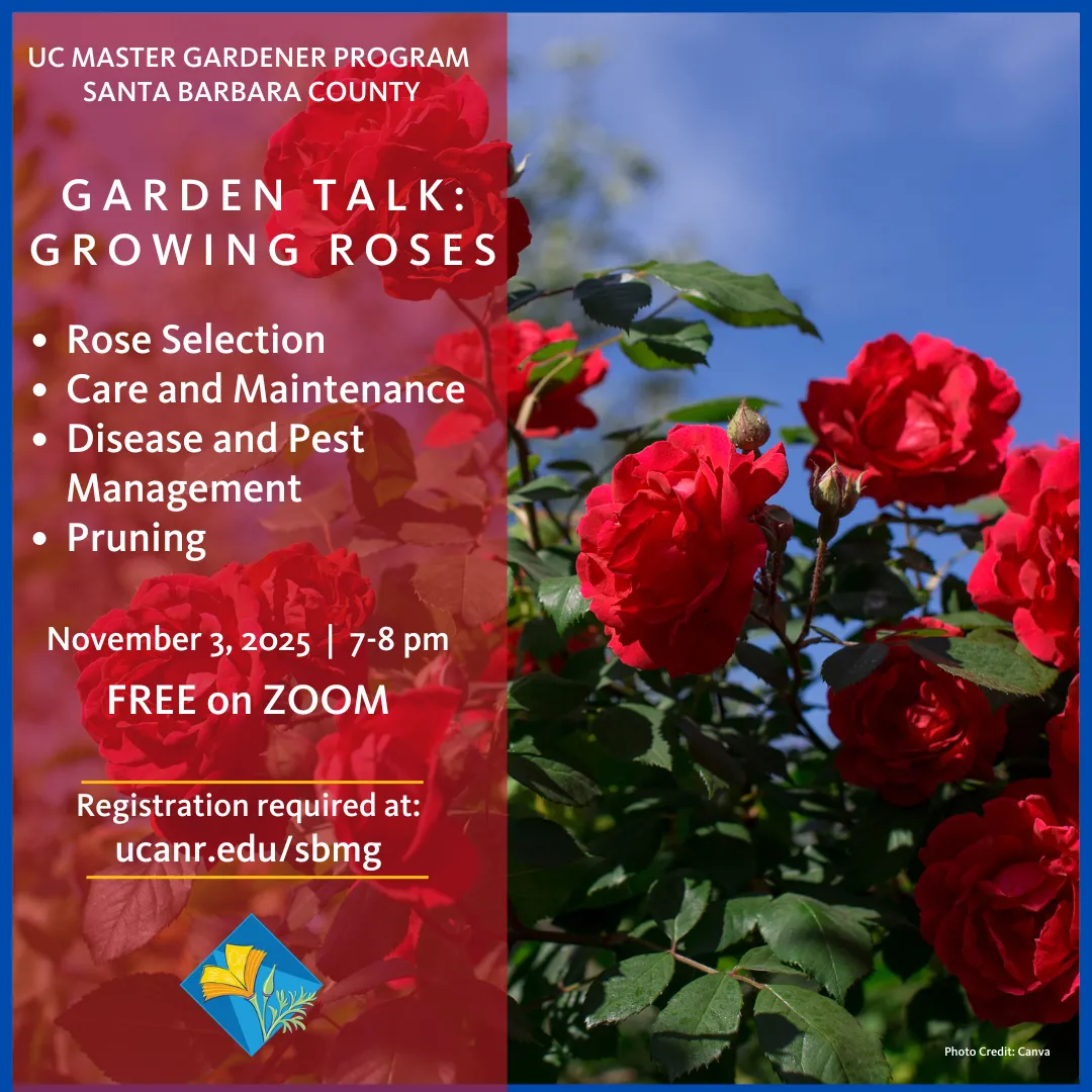 Red Rose Flowers on Rose Plant