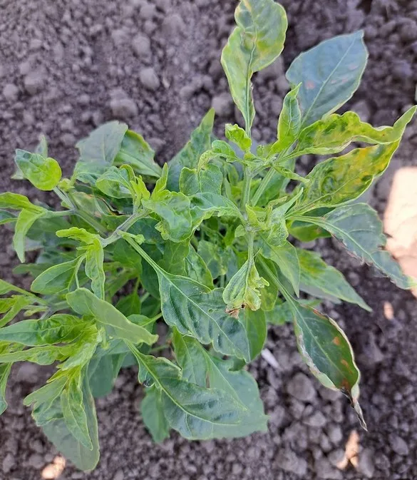 Alfalfa mosaic young pepper