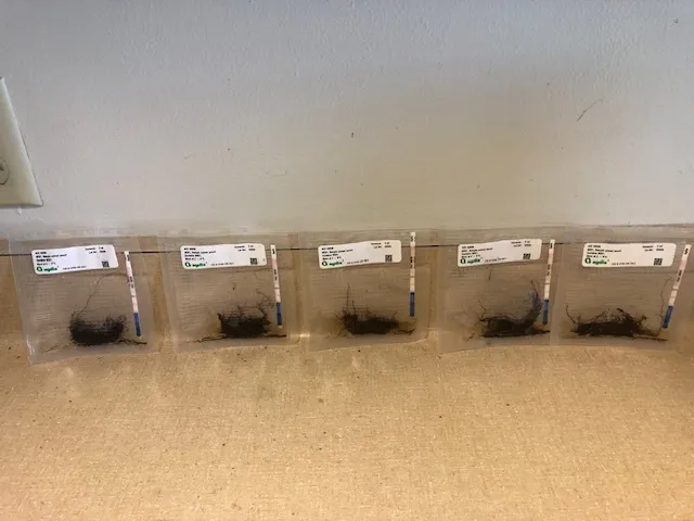 all five positive Agdia