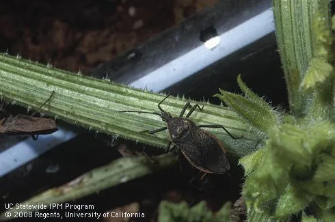 An adult squash bug