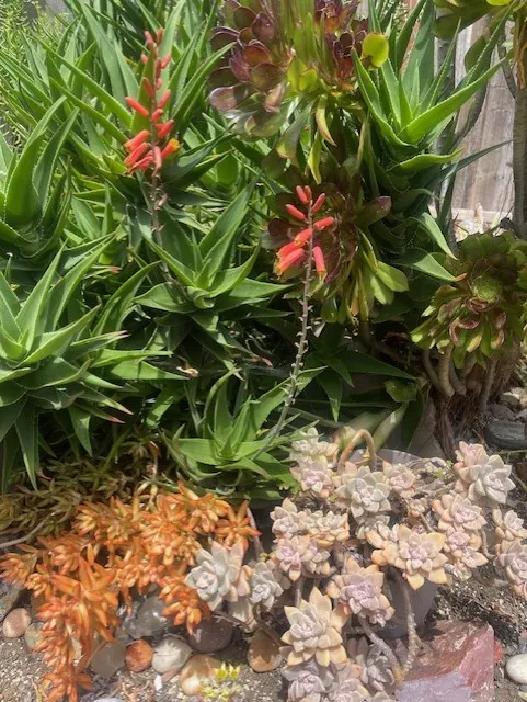 coppery colored succulent next to ghostie succulents