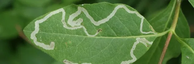 More leaf minor damage in leaf