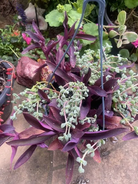 purple plant with a grey plant mixed in