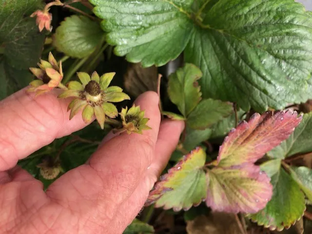 example two: flower abortion